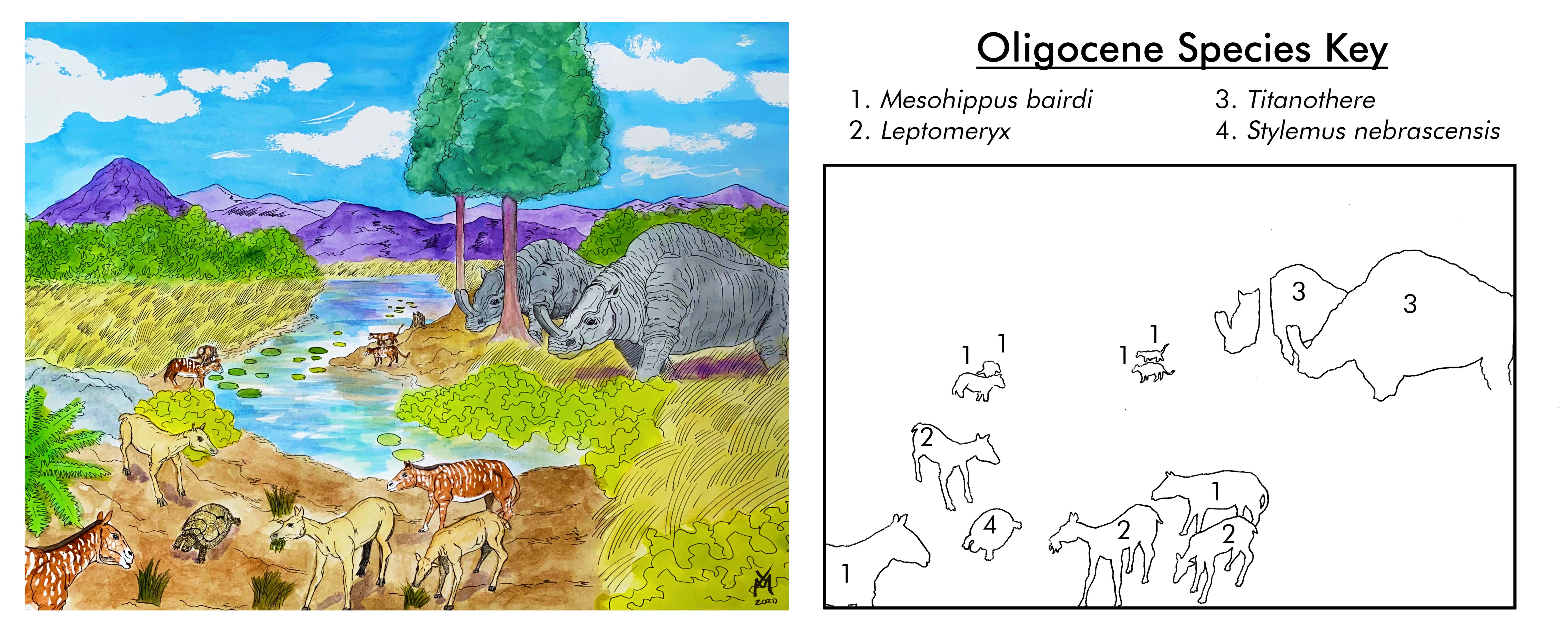 Oligocene Key