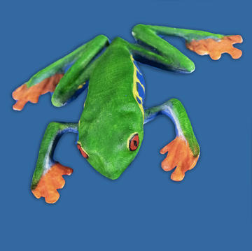 Agalychnis callidryas (Red-Eyed Treefrog)
