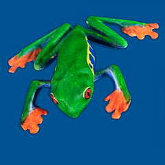 Red-eyed Treefrog