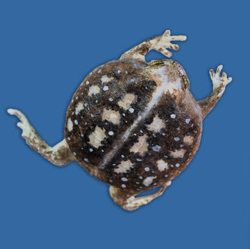 Breviceps mossambicus (Mozambique Rain Frog)
