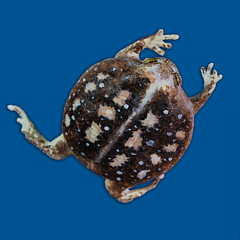 Mozambique Rain Frog
