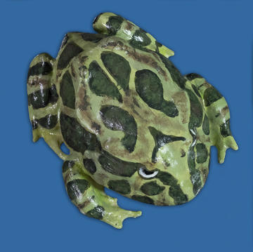 Ceratophrys cranwelli (Cranwell’s Horned Frog or 