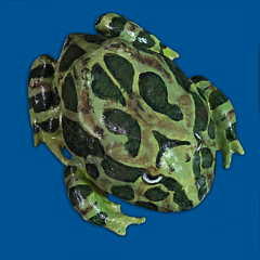 Pacman Frog