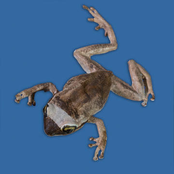Eleutherodactylus coqui (Common Coquí)