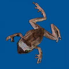 Eleutherodactylus coqui