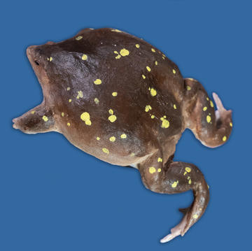 Hemisus guttatus (Spotted Shovelnose Frog or Spotted Snout-Burrower)