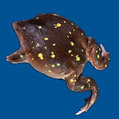 Hemisus guttatus