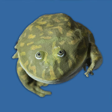 Lepidobatrachus laevis (Budgett’s Frog)