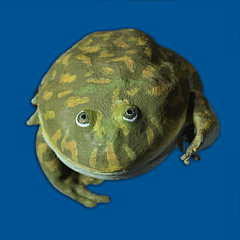 Lepidobatrachus laevis