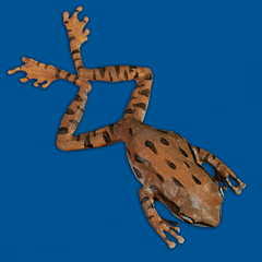 Polypedates leucomystax
