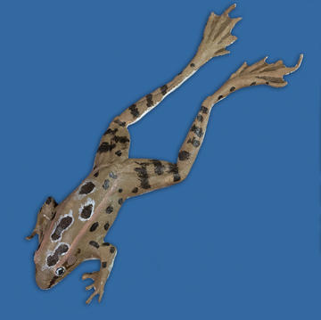 Rana berlandieri (Rio Grande Leopard frog)