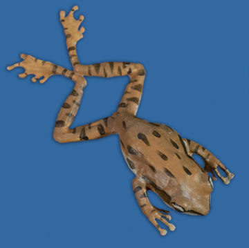 Polypedates leucomystax (Common Treefrog)