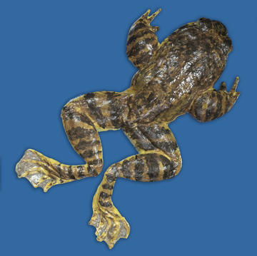 Rana spinosa or Quasipaa spinosa (Giant Spiny Frog)