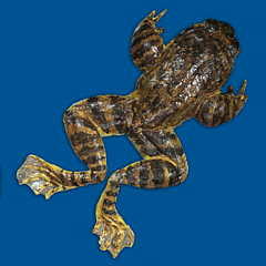 Rana spinosa