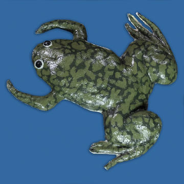 Xenopus laevis (African Clawed Frog)