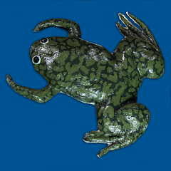 Xenopus laevis