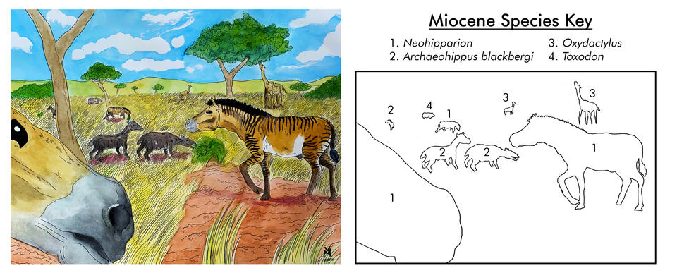 Miocene Fauna (23 - 5.3 MYA)