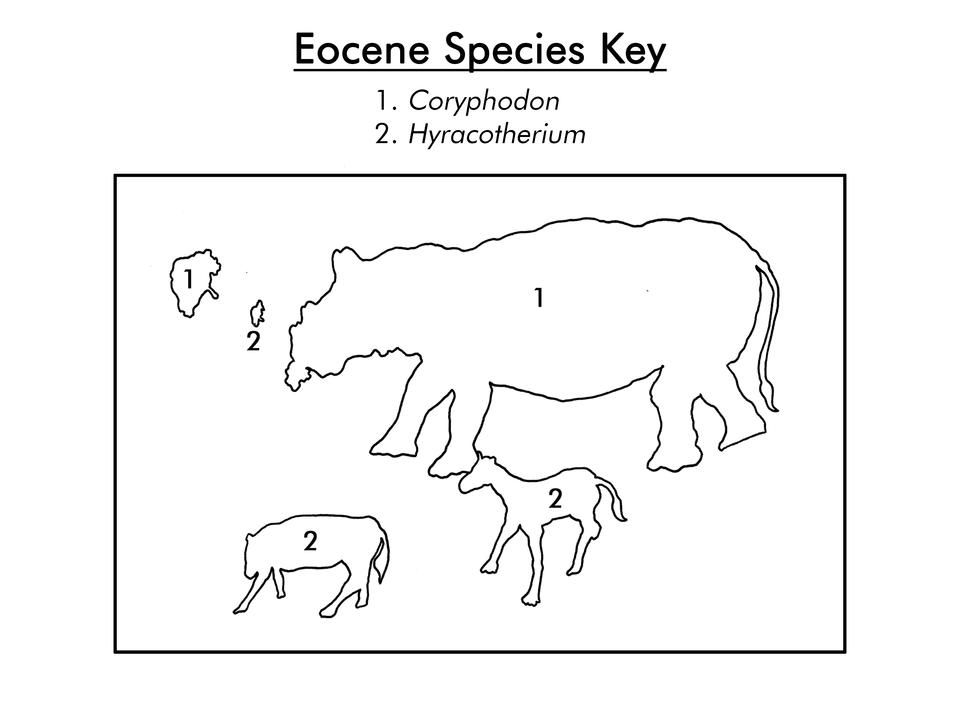 Eocene species key