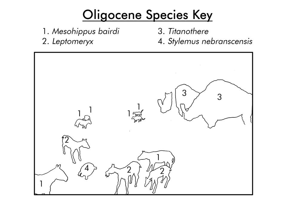 Oligocene species key