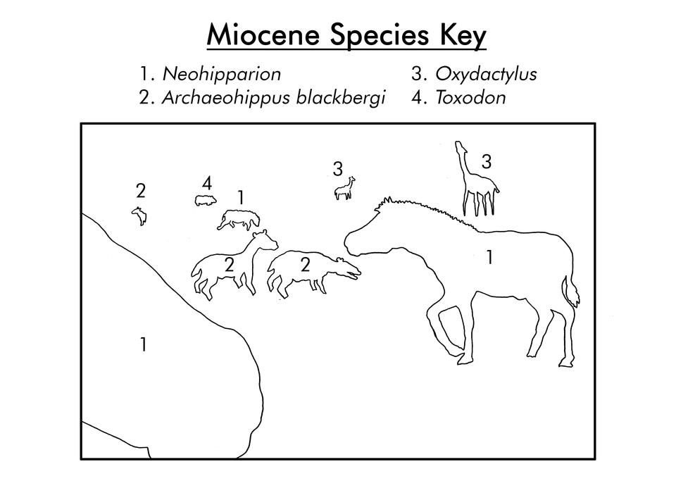 Miocene species key