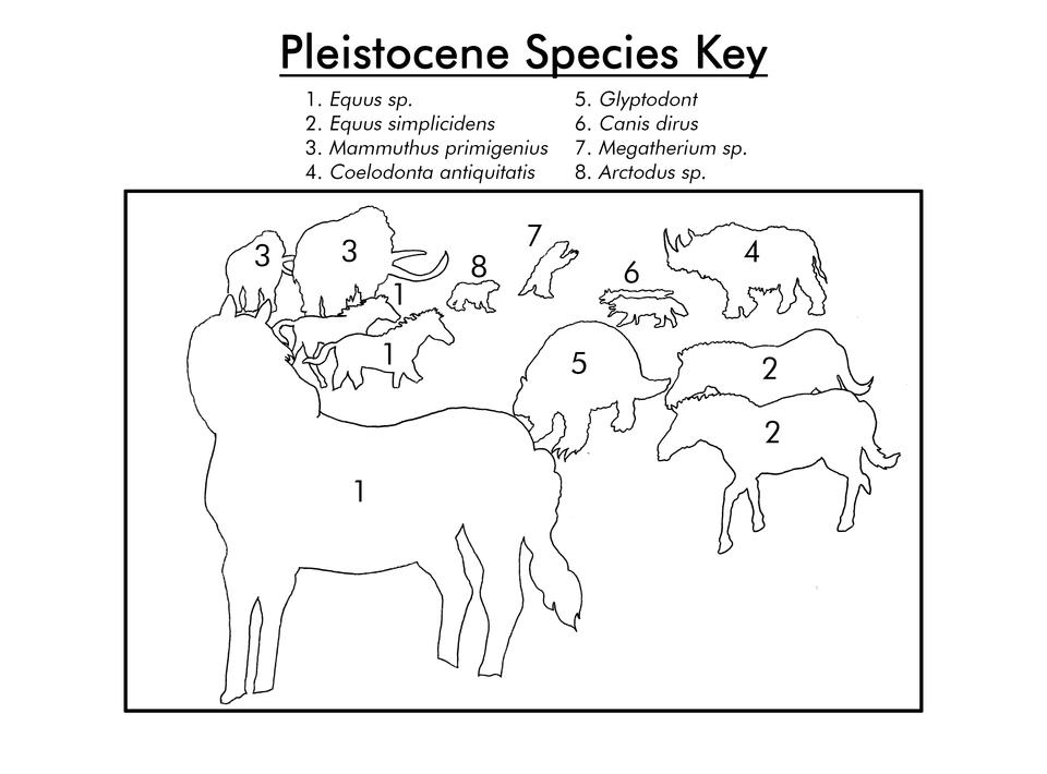 Pleistocene species key
