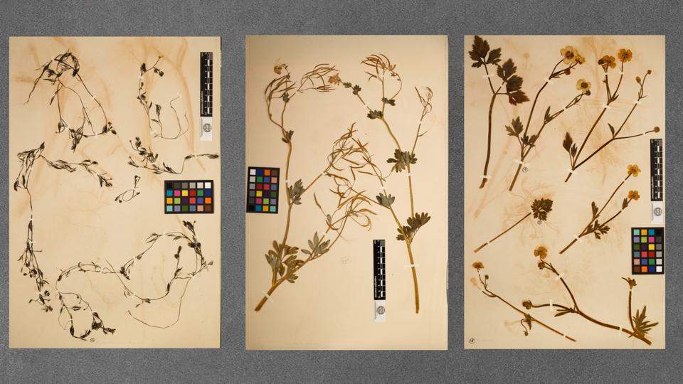 trio of henry david thoreau dried specimen collections pages